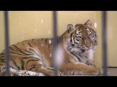 タイガとココア-釧路市動物園