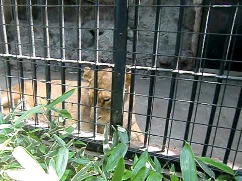 野毛山動物園のライオン