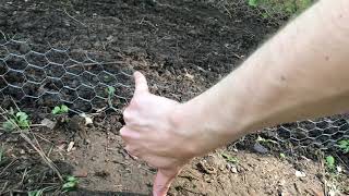 Growin’ sweet corn!