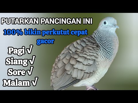Perkutut Lokal Gacor Suara Besar Suara Cocok Untuk pancingan Semua jenis burung perkutut (💯%AMPUH)
