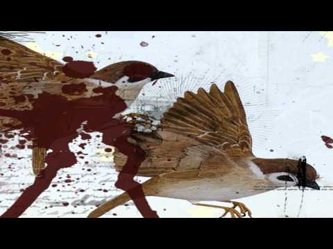Shed Light Video