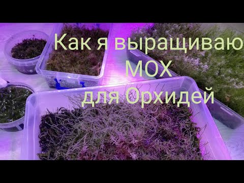 Как вырастить сфагнум в домашних условиях 566