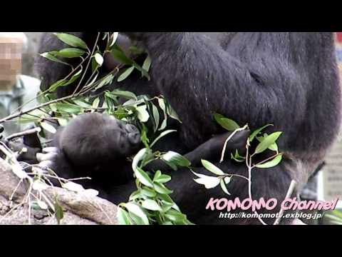 ＃8 Baby Gorilla @ Ueno Zoo 草をはむ赤ちゃんゴリラ