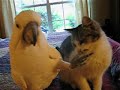 parrot
