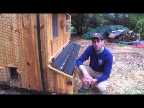 How to stop your chickens from eating their eggs Tips Help ideas