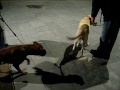 PERROS DE ATAQUE