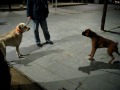 PERROS DE ATAQUE