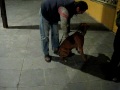 PERROS DE ATAQUE