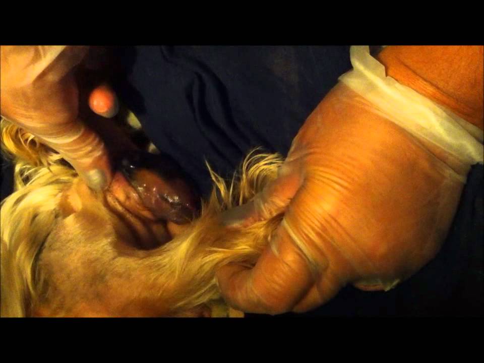 yorkies giving birth yorkie giving birth yorkies giving birth yorkie giving birth