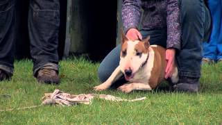 Mini Bull Terrier Minibull Bullyrun Lelystad