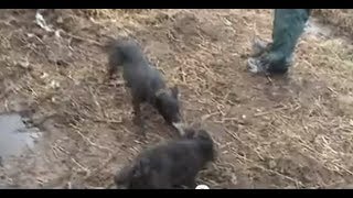 The Pied Piper Full Length Ratting Video 201718