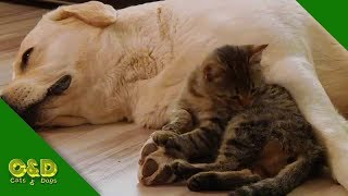 Funny Cat and Dog Video Compilation July 2019 - Cats and Dogs Funny Pet Animals Vines