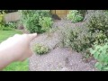 gardener