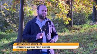 Tarima Dai̇r-Bursakestane Yeti̇şti̇ri̇ci̇li̇ği̇