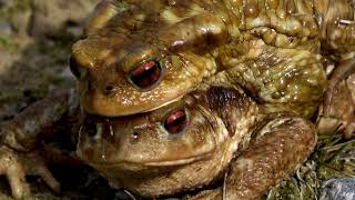 Crushing Frog Farm