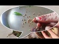 How to Grow Basil at Home | Basil Seeds / Sabja Seeds for Weight Loss | How to Collect Basil Seeds