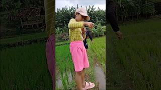 Mochil Fishing Can Mumundingan In The Ricefield