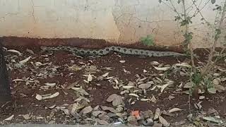 Ghonas Snake Russells Viper Is Very Poisonous Snake On Earth