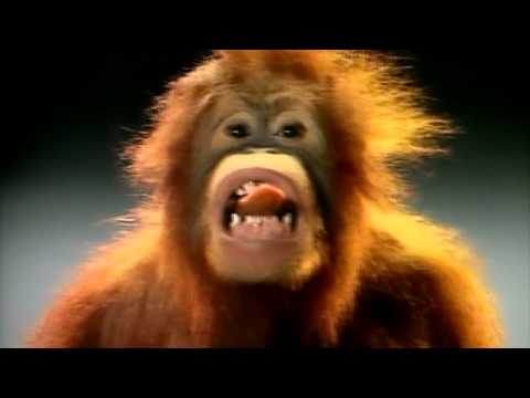 BMW commercial  – orang utan (2009)