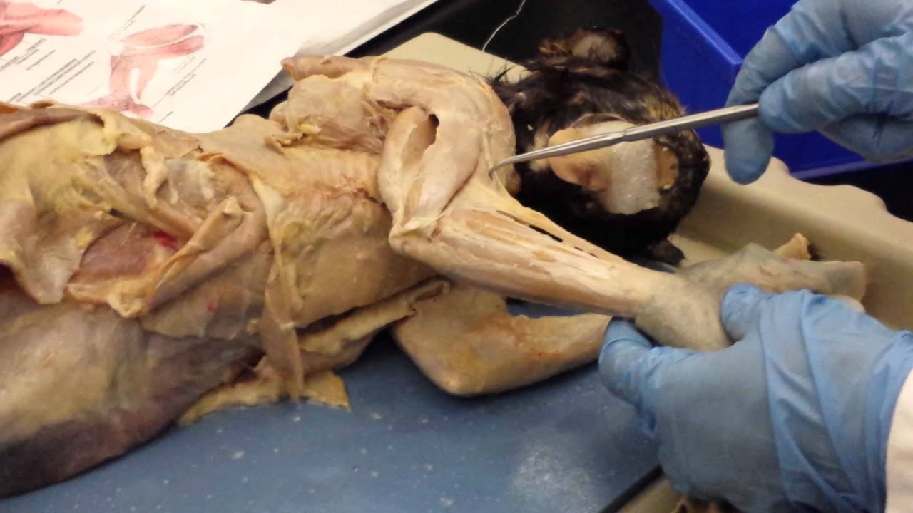 Cat Dissection for Anatomy test - YouTube