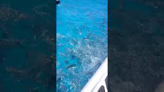 Feeding Frenzy Off The Coast Of Bermuda