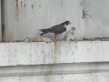A Peregrine Falcon (Seneca) feeding her chick (Warrior), in Cleveland, OH, on 6/5/2010 (Part 2)