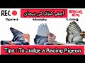 ache kabootar ki pehchan | racing pigeons ki pehchan 2021