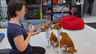 Training An Impulsive Basenji - Is It Possible?