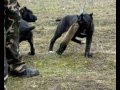 cane corso puppies (perle der festung kennel)