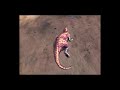 Dino Hunter Deadly Shores Gameplay Walkthrough Tutorial Guide Dino Hunter Deadly Shores Gameplay Walkthrough Tutorial Guide