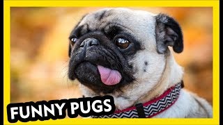 Amazing Pug Videos - Funny Dogs Part 2