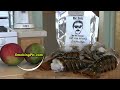 SmokingPit.com - MangoThai Chili Glazed Shrimp & Lobster Tail Kabobs grilled on the Scottsdale