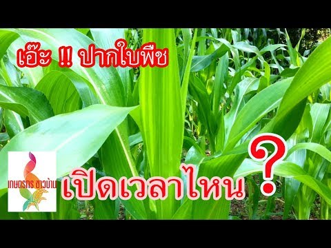 ปากใบพืช เปิดตอนไหน จึงจะให้อาหารทางใบได้ ไปชมคลิปนี้กัน | เกษตรกรชาวบ้าน