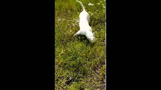 Bull & Roll Nala English Bull Terrier