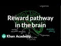 Reward pathway in the brain | Processing the Environment | MCAT | Khan Academy