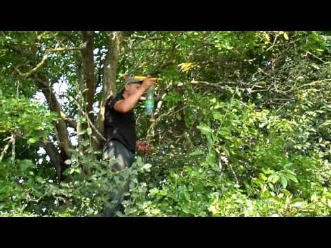 Ловля роев новые видео за 2018 год Ловля роев новые видео за 2018 год