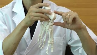 足の骨モデル，ナイロン糸つなぎ：動画