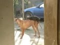 Interesting Dog Mating