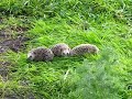 Igel