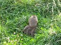 Igel