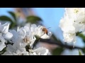 Ellen Page - Vanishing of the Bees[Documentary]