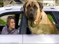 big lazy dogs