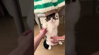 Bu Kedi Beni Kahkahaya Boğdu