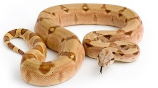 Whats These Reptiles Up To? Snakebytestv