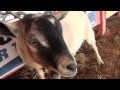 Sunshine Stampede Goat Dressing