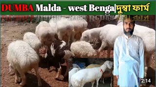 Dumba Farm In West Bengal Turkey Dumba Ph 7797624058 Biggest Dumba Farm Largest Dumba Farm