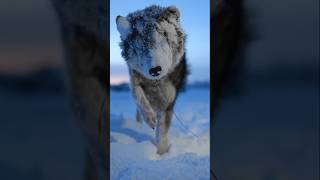The Coldest Village On Earth I Got Facial Paralysis, Couldnt Speak -71C, -96F