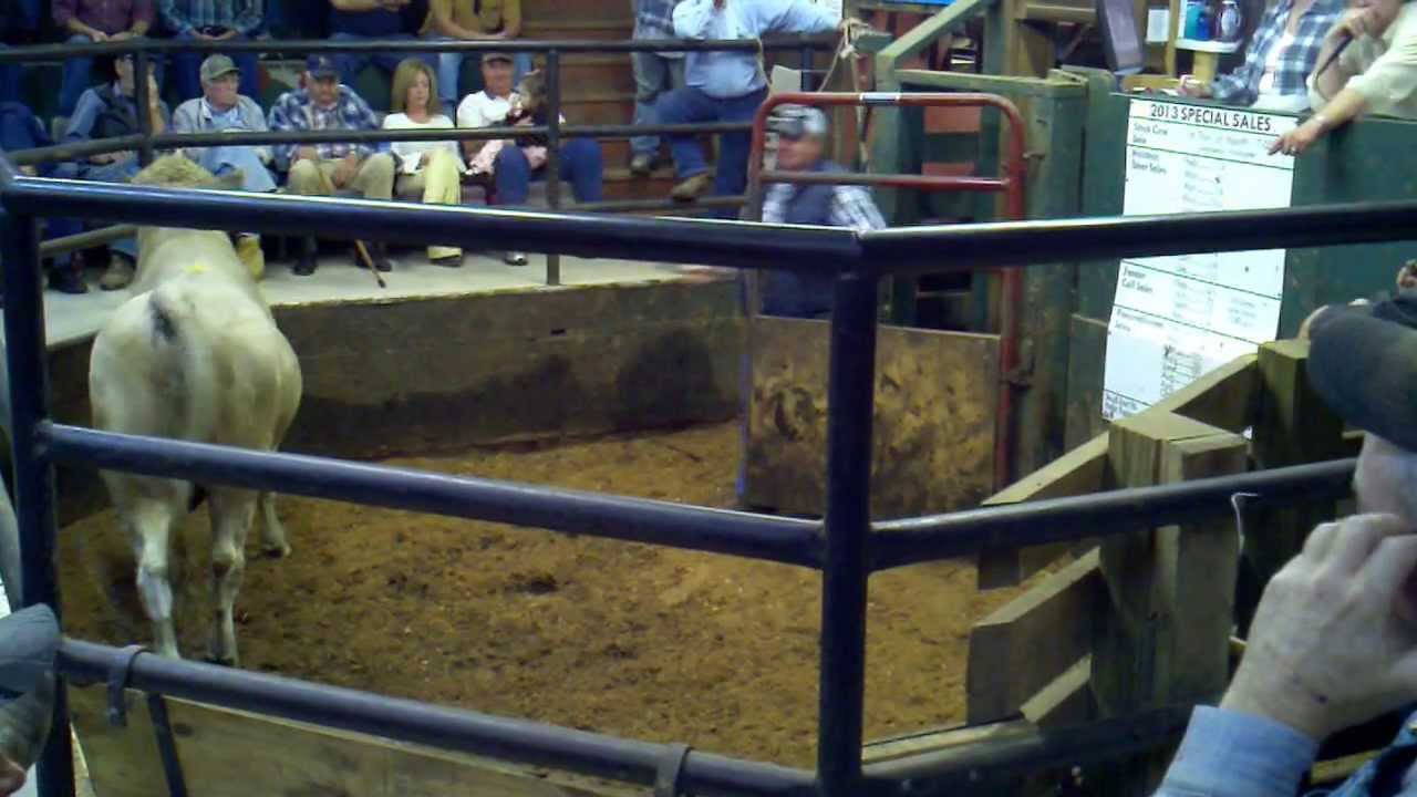 tenn livestock auctions