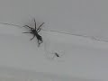 White Tail vs Daddy Long Legs