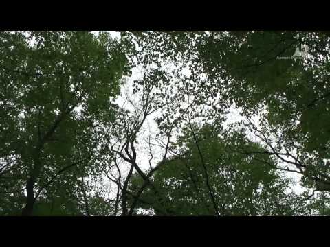 蔦野鳥の森（春夏） - ブナ林 - 0106A